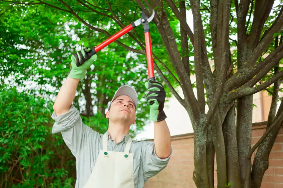 Tree Services